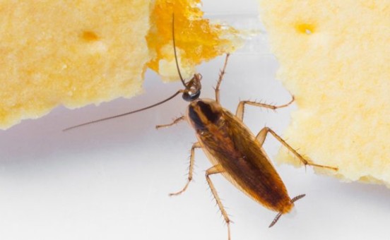 Insectes
