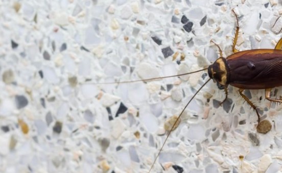 Insectes