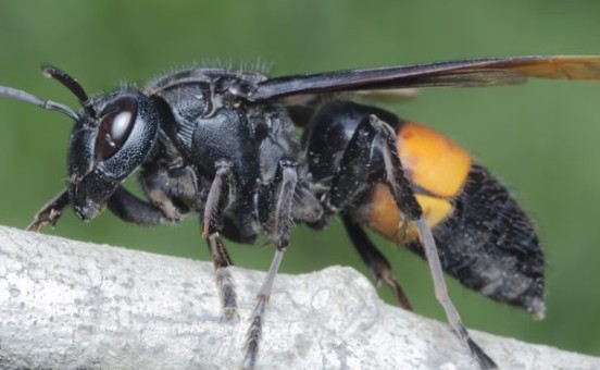 Insectes