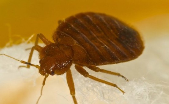 Insectes