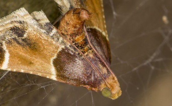 Insectes