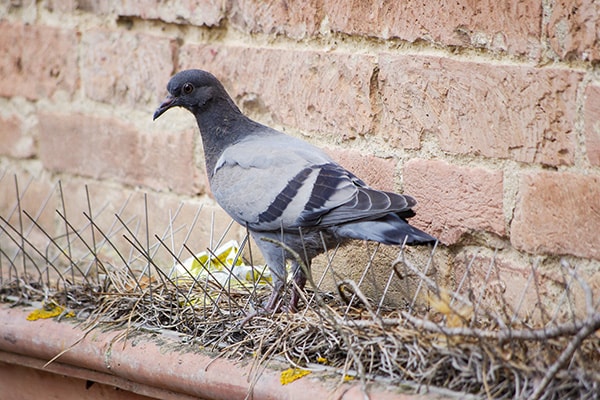 Pics anti pigeons